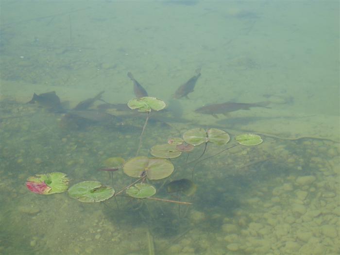 The ponds, western end