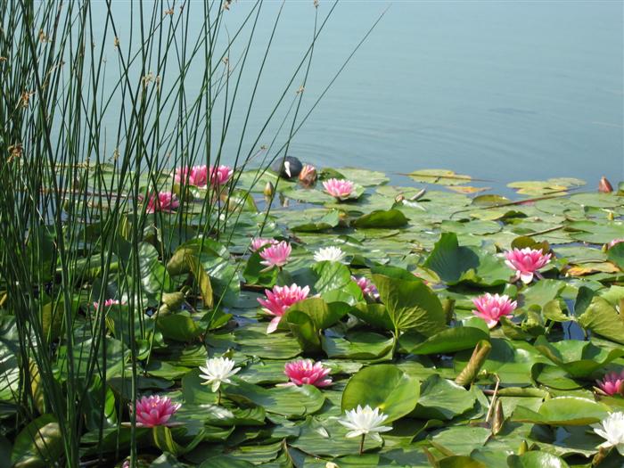 The ponds, western end