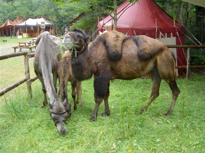 Gip's pics - A pair of Camels