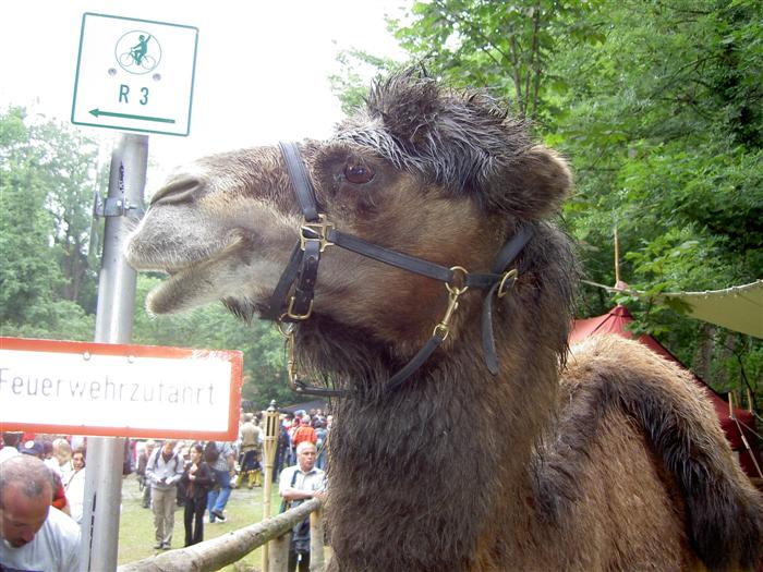 Gip's pics - Camel