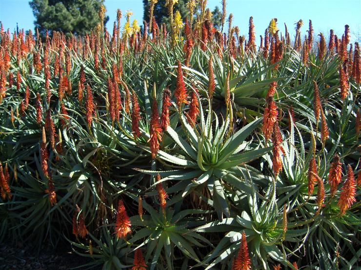 Krantz Aloe - Aloe arborescens