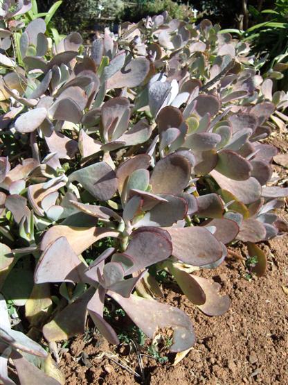 Pigs Ear - Cotyledon orbiculata