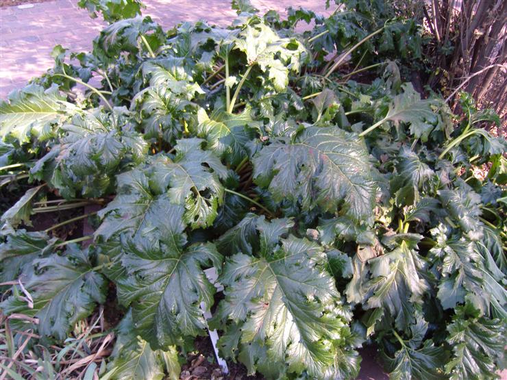 Some form of rhubarb