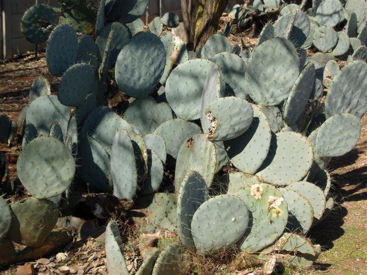 possibly prickly pear