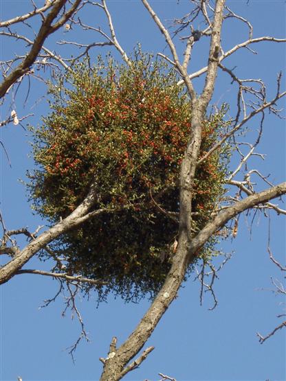 with some form of mistletoe