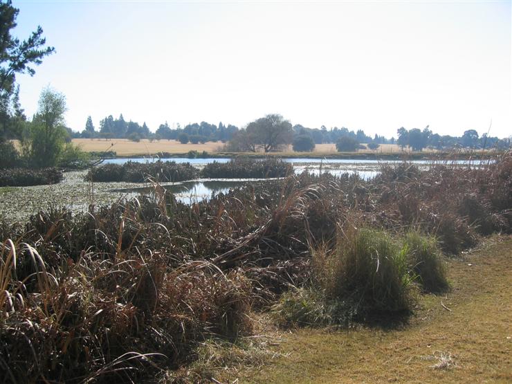 forms some nice wetlands