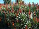 Krantz Aloe - Aloe arborescens