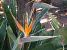 Crane Flower - Strelitzia reginae