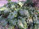 Some form of rhubarb