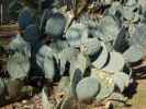 possibly prickly pear