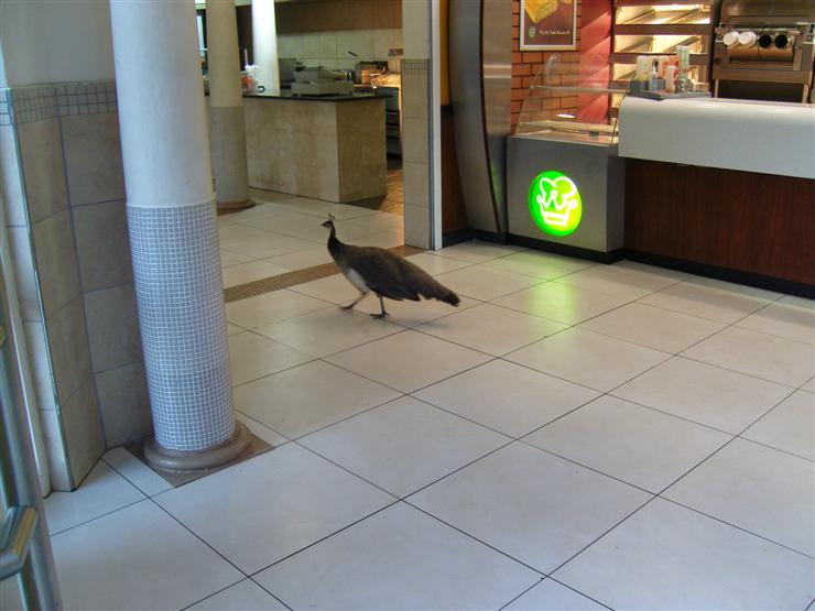 A peahen gets a chip in the pie shop.