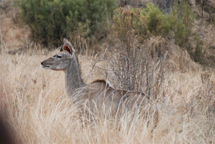 Female Kudu