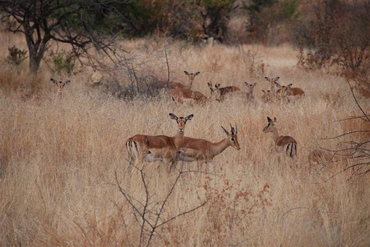 Impala