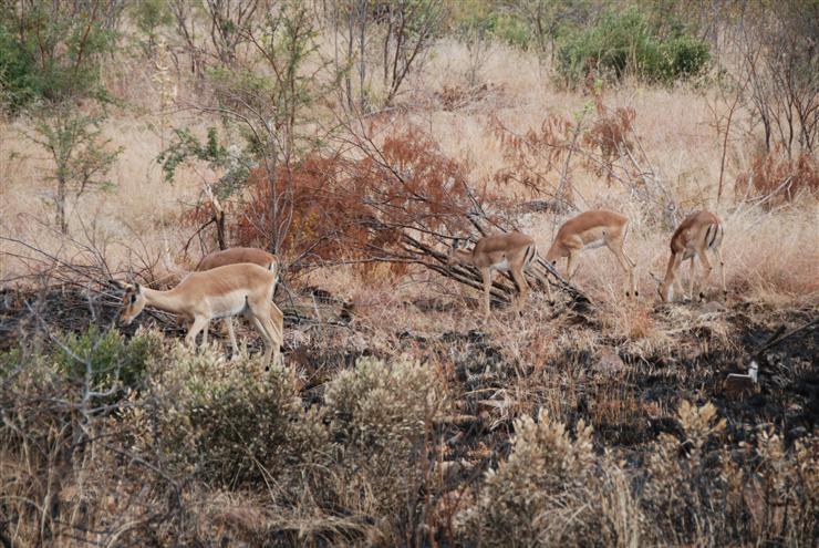 Impala