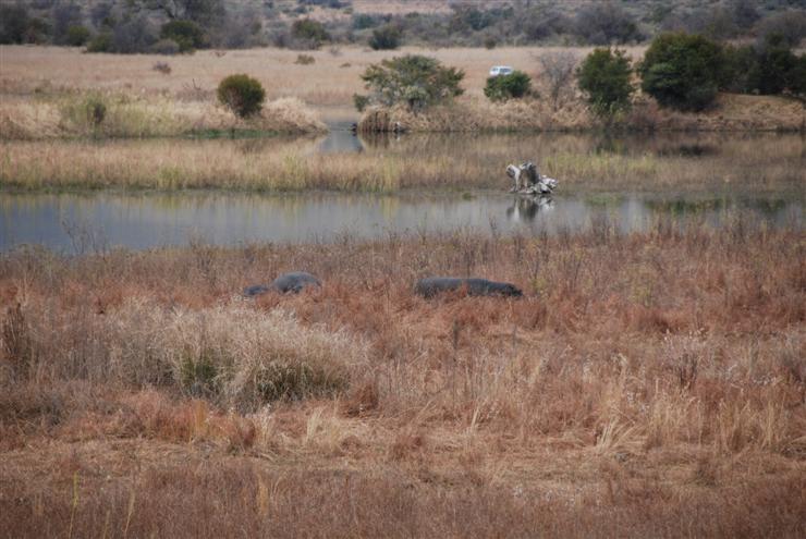 Hippos