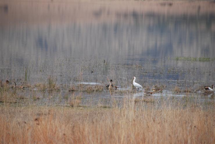 Various birds including a spoonbill