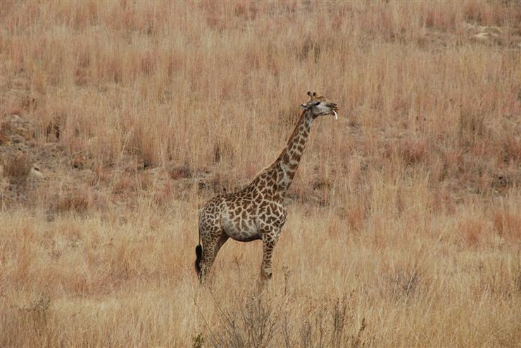 This giraffe is sucking on a rib bone to extract the calcium