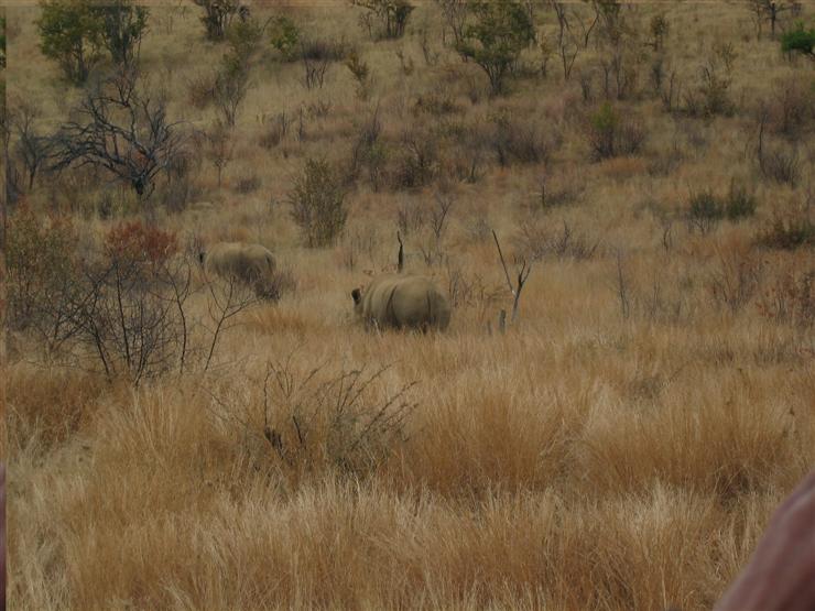 A pair of white rhinos