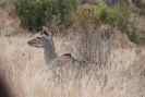 Female Kudu