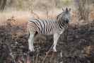 Burchell's Zebra